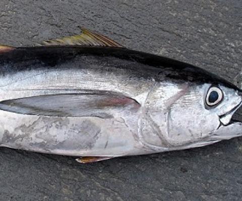 bigeye tuna. Public Domain