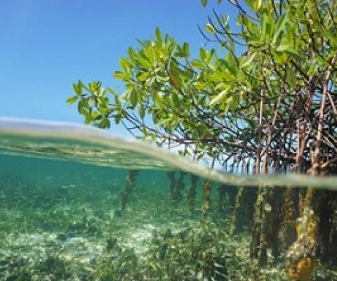 Mangroves (above) and coral reefs (below) provide valuable protection for coastlines around the globe. (Getty Images)