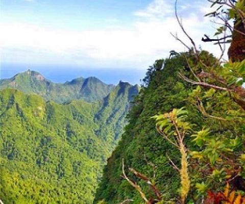 Cloud forest, Rarotonga. Cook Islands. Credit - SPREP