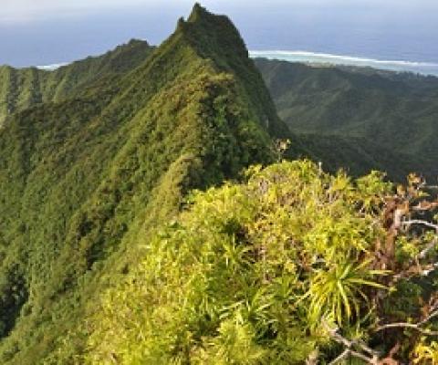 Cloud Forest, Cook Islands. Credit - SPREP