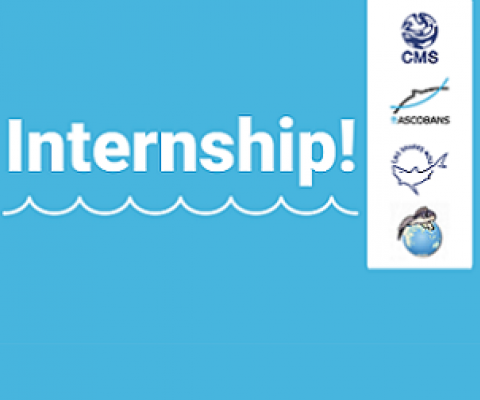CMS - Internship Opportunities in the Aquatic Species Team. credit - https://www.cms.int/pacific-cetaceans