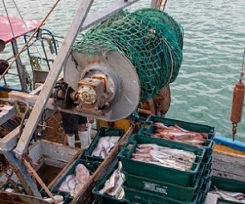 Commercial fisheries. Photo: 123RF