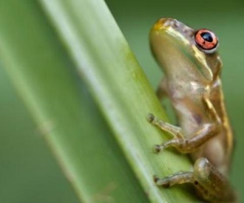 Native to Puerto Rico, the coqui is a tiny frog that has disrupted Hawaii’s ecosystems. Volunteer conservationists work with Hawaii Volcanoes National Park to track and kill the invasive animals. PHOTOGRAPH BY FLORIDA IMAGES, ALAMY STOCK PHOTO