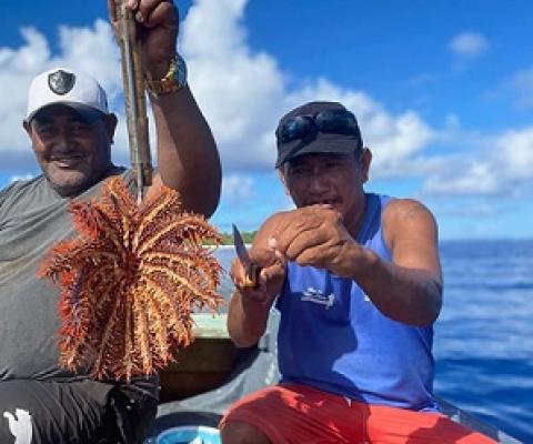 Two men on Pukapuka retrieve a single taramea (crown-of-thorns) from the reef. KO TINGA/21042238