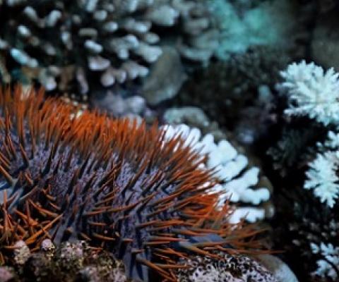 A crown-of-thorns starfish or taramea underwater. Photo: Kōrero O Te `Ōrau