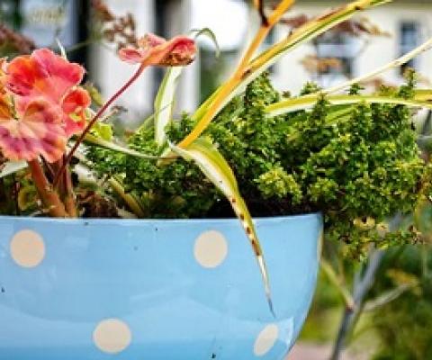 Turn something old into a home for a plant, and get creative. Garry Knight/Flickr, CC BY