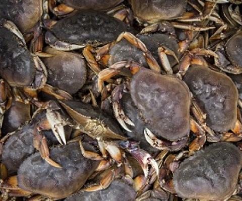 A new study has found that ocean acidification is damaging the shells of young Dungeness crab off the Oregon coast. Credit - TNS