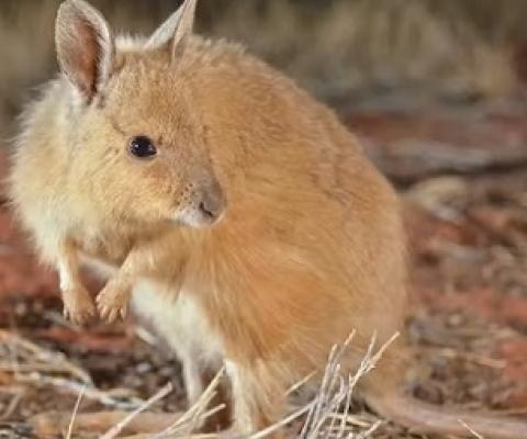 Credit -  Wayne Lawler/Australian Wildlife Conservancy.