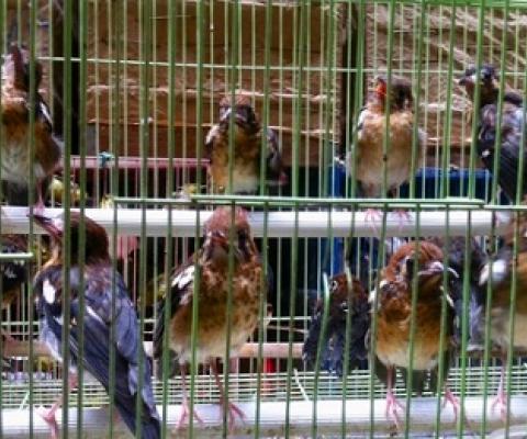 Caged birds in Jakarta’s bird market. Photo by David Wilcove.