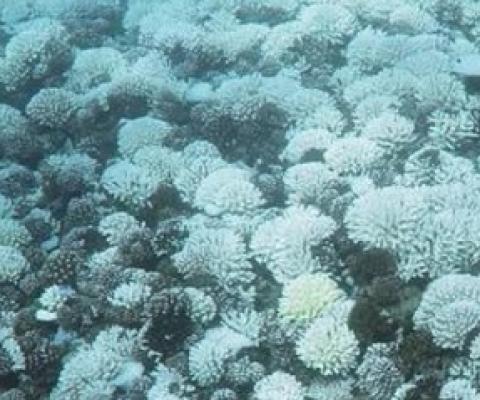 Coral bleaching in Moorea Photo: Andrew Thurber