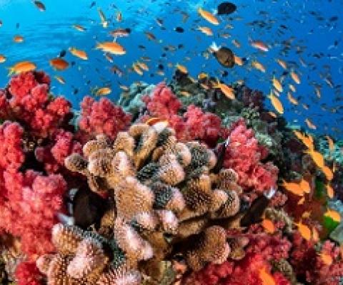 The coral reefs around Fiji cover 3,800 square miles and face threats from climate change, overfishing, and pollution. PHOTOGRAPH BY GREG LECOEUR, NAT GEO IMAGE COLLECTION