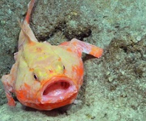 Coffinfish, like this one recorded on the expedition, are rarely seen alive in Australian waters.(Supplied: Schmidt Ocean Institute)