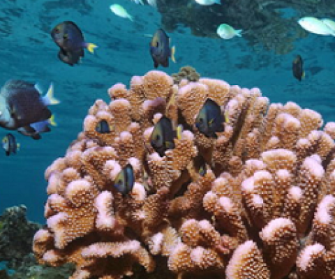 ocean acidification greatly affects coral reefs