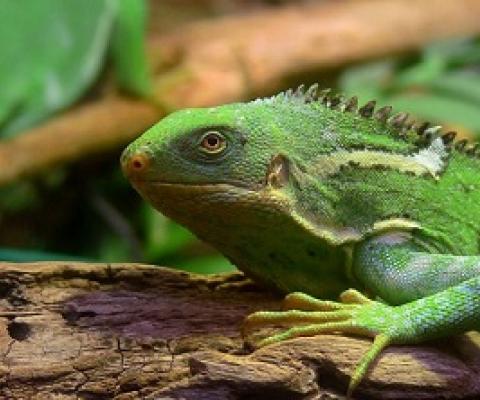 The Fiji crested iguana — which mostly lives on just one island — may soon need to find a new home. (Wikimedia Commons)