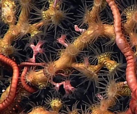  Deep sea corals provide habitat to a variety of organisms that could be destroyed by deep sea mining. Photograph: NOAA