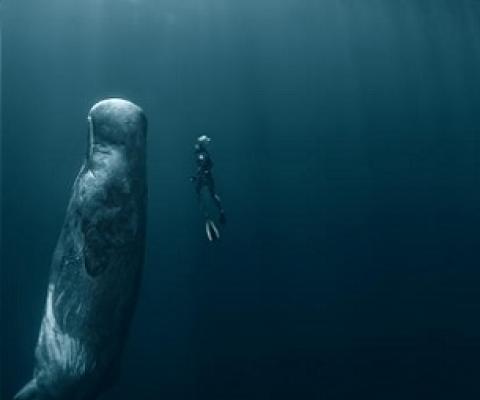 The Deep Sea Mining Campaign warns that if nodule mining is allowed to take place in the Pacific Ocean, species such as the Sperm Whale could be adversely affected. Photo: WILLYAM