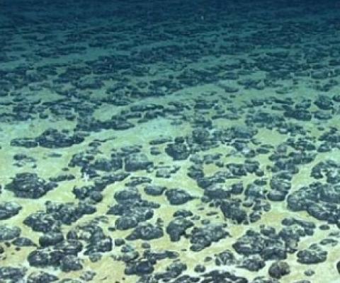 Manganese nodules on the Atlantic Ocean floor off the southeastern United States, discovered in 2019 during the Deep Sea Ventures pilot test. Credit: National Oceanographic and Atmospheric Administration