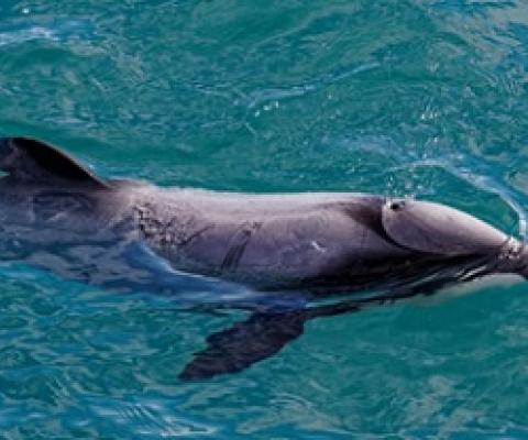 An endangered Hector's Dolphin. Photo: Gary Webber/ 123rf