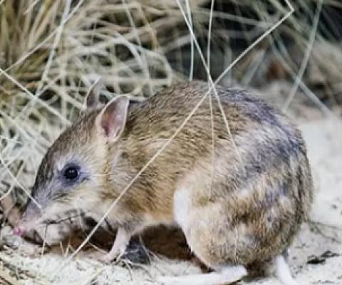 The trajectory of the endangered eastern barred bandicoot failed to improve, the report says. Photograph: Zoos Victoria