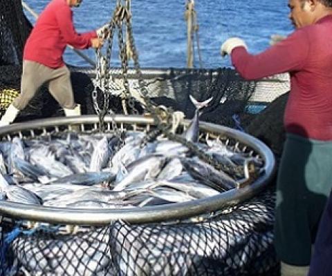 A catch of tuna is hauled in. Photo: Pacific Community (SPC)