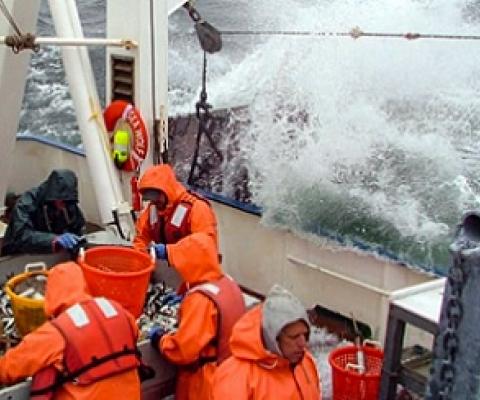 Crew on the R/V Sea Wolf count fish during a trawl survey. Environmental DNA could be a cost-effective way to improve these surveys. Credit - MONMOUTH UNIVERSITY URBAN COAST INSTITUTE