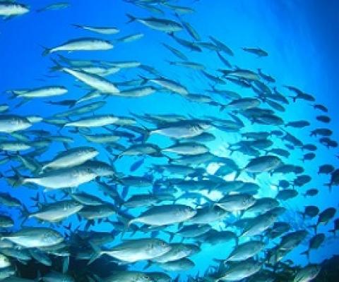 The high seas host a wide array of ecosystems and species. (Shutterstock)