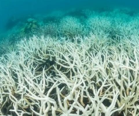 Coral bleaching on the Great Barrier Reef in Australia. Sea temperatures over the reef were the highest on record this February. There are fears the world’s tropical coral reefs may have reached a tipping point of bleaching nearly every year. Photograph: Nature Picture Library/Alamy Stock Photo