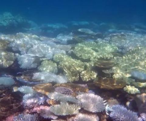  In-water and aerial observations by the Great Barrier Reef authority have confirmed a third mass coral bleaching event has occurred with previously unaffected areas in the south suffering damage. Photograph: Suzanne Long/Alamy Stock Photo