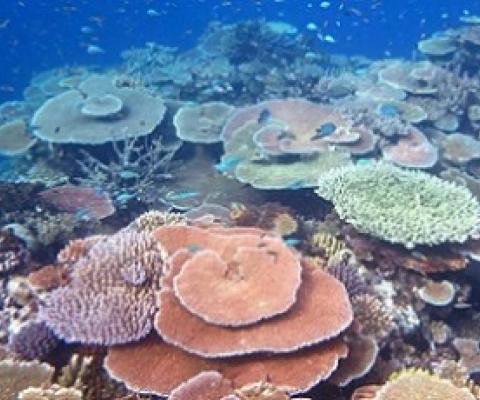 Great barrier reef, Australia. Credit - Australian Institute of Marine Science (AIMS)