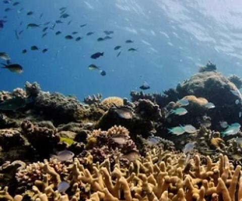 The Great Barrier Reef water quality report card says the health of corals and seagrass meadows in inshore areas has not improved, but water quality is slightly better than previous years. Photograph: Lucas Jackson/Reuters