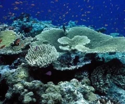 Great Barrier Reef, Australia. Photograph: VWPics/Universal Images Group via Getty Images