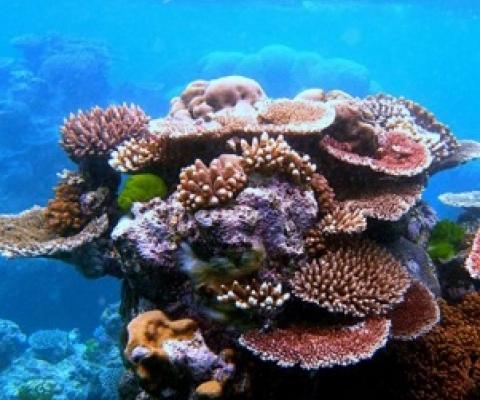 coral reefs. Credit - mongabay.com
