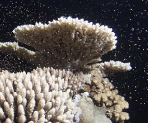 coral spawning in the great barrier reef. credit - Xavier Keir Silverswift