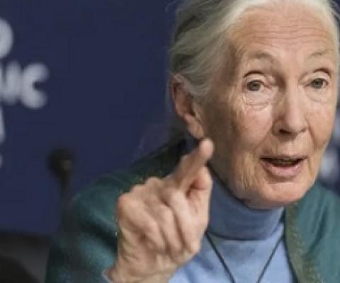 Jane Goodall has blamed the Covid-19 pandemic on the exploitation of the natural world. Photograph: Alessandro della Valle/AP