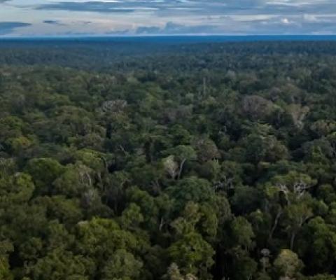 The Amazon rainforest in Brazil. HSBC and Pollination, a boutique climate investment firm, will back sustainable forestry, regenerative agriculture, water supply improvement and bio-fuels. Photograph: Bloomberg/Getty Images