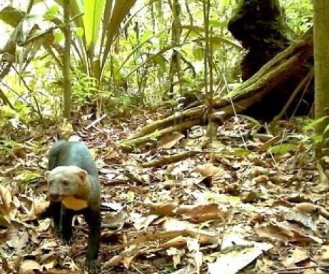 A tayra (Eira barbara), a generalist species, in Ecuador’s Yasuni National Park. Credit: Tropical Ecology Assessment and Monitoring Network