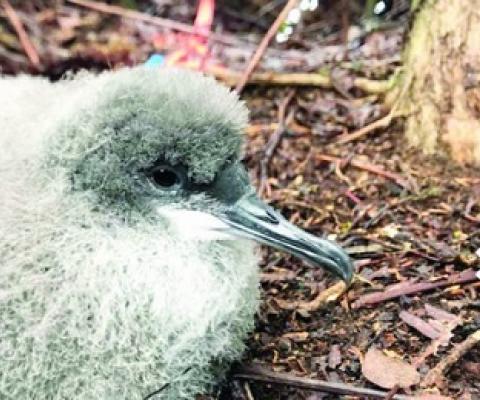 Andre Raine / Kauai Endangered Seabird Recovery Project via The Garden Island