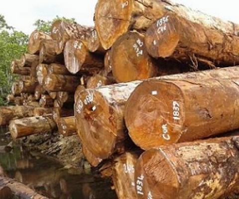 Tubi, commonly known as Rie or Queen Ebony,is a very exotic timber that only grows in parts of south Choiseul and San Jorge Island in Isabel province, Solomon Islands. Credit - www.solomonstarnews.com