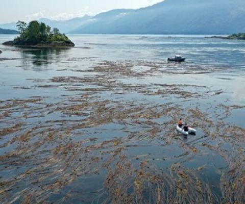 uardians from the Mamalilikulla First Nation conducting a kelp survey. Image by Markus Thompson / Thalassia Environmental.