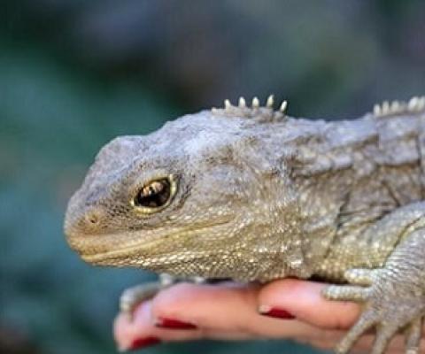 Tuatara survive only on a few offshore islands and in sanctuaries. Credit: Shutterstock/Ken Griffiths