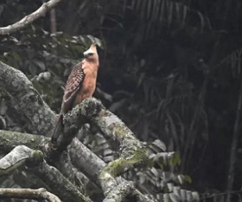 A Javanese eagle, in the Cibodas Biosphere Reserve, Indonesia, an area of work of the ITTO/CBD Collaborative Initiative for Tropical Forest Biodiversity. Credit - Hardi, Project PD 777/15 Rev.3 (F)