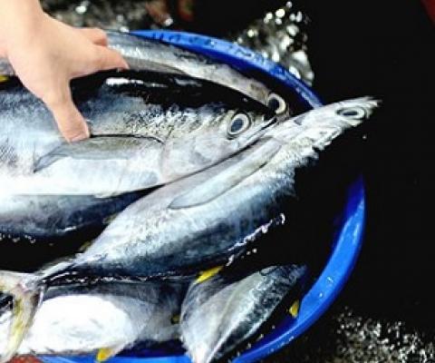 Yellowfin tuna stocks take additional hits after the fish is inadvertently caught by fishing boats targeting bigeye tuna, which are used in sashimi. Credit: AFP