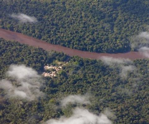 indigenous forests