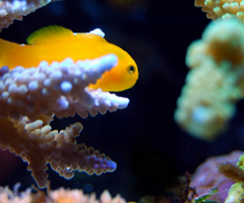 a juvenile reef fish taking refuge in staghorn coral. credit - marcelokato / Pixabay