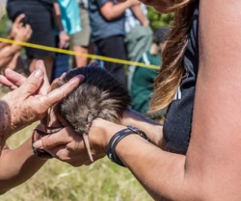 Introduced predators, including stoats and rats, are a major threat to kiwi. Credit - Shutterstock/Lakeview Images