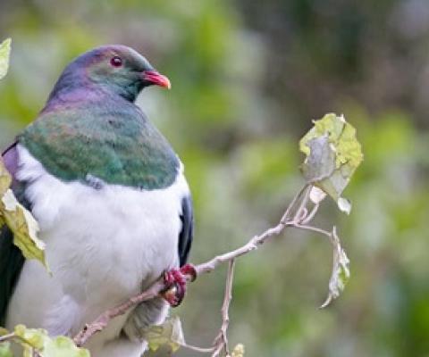 Kererū are among native birds found at sites under consideration as Key Native Ecosystems in Taranaki. Photo: CC 4.0 International license / Judi Lapsley Miller