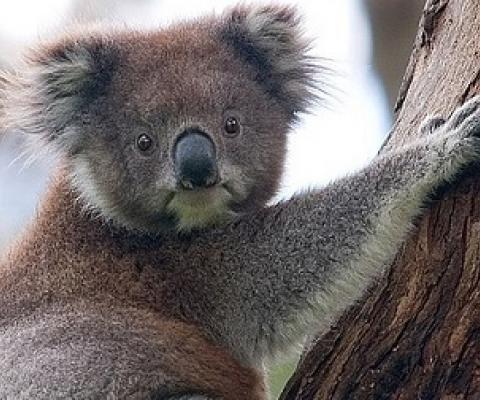 koala bear climbing. creative commons