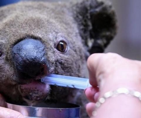 A koala bear being fed. Photo - AFP