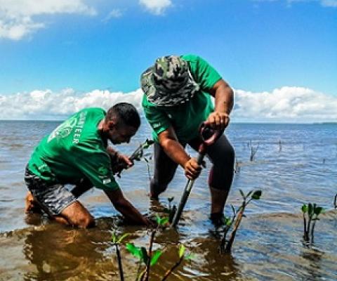 Credit - © Mangoroves for Fiji