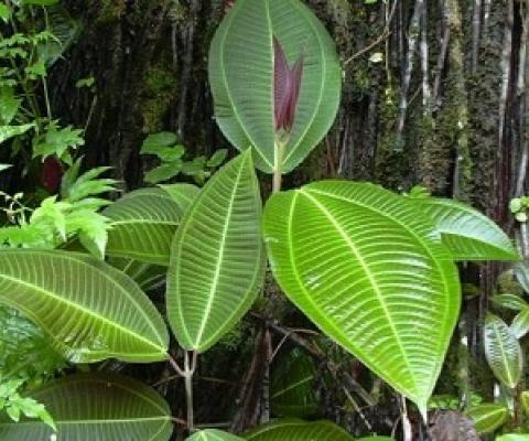 Miconia calvescens, one the world worst invasive species. source - Wikipedia